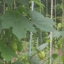 홉 호프 이미지