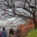 달성2차3로 | 안양천 단풍길 마라톤 하프후기 :: PB 달성과 함께 시즌 마무리!