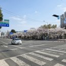 시청별관앞 꽃보라동산 이미지