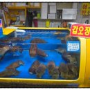 진우홍어