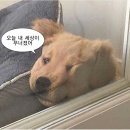 나현산업 | 제니를 보고 엔믹스를 보고 강하늘을 보고 권지용을 볼 예정인 삶