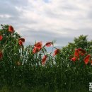 옹달샘꽃누름마을 이미지