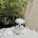 화이트켄넬(white-kennel) | 초초초미니 실버파티 말티푸 분양, 세상에서 가장 작은 0.1% 프리미엄 말티푸를 찾는다면