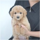 천안 강아지분양 도로시펫 이미지