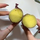 전남 해남 꿀고구마 베니하루카 고구마