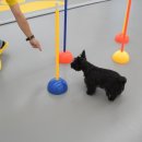 옐레드 애견유치원&애견호텔 대구신월성점 이미지