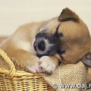 행복한강아지 이미지