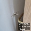 위례 아파트 벽지, 석고보드 손상 전문가 수리 후기 공개!