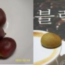 커피씨 이미지
