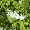 친환경나눔텃밭 | 2024년 도봉구 친환경 쌍문동 나눔텃밭 22일차 - 상추 첫 수확