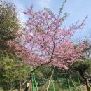 정방 | 260331 서귀포의 숨은 벚꽃 엔딩, 정모시쉼터와 정방사 산책기 조용하고 아늑한 제주 벚꽃명소