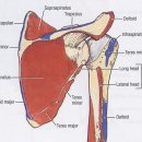 견갑대 근육과 신경 이미지