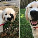 카카오반점 이미지