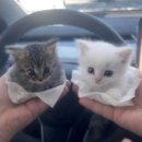 씨유 개화점 | 괴성을 지르는 햄라우더