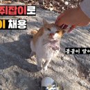 haha ha 양식장 고양이에 이은 양봉장 고양이.jpg 이미지