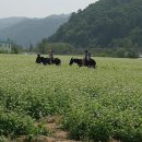 태기산 산행기 (2017/9/3) - 효석문화제 (메밀꽃 축제) 이미지