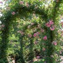 꿈의 정원 이미지