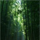 죽림원 이미지