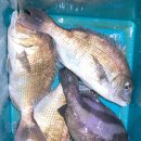 파도실내바다낚시터 이미지