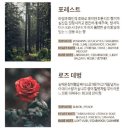인테리어 장미향 디퓨저 올리 내추럴 라벨 디퓨저 로즈데벙 후기