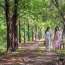 정양늪생명길 이미지