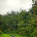 신원농장 이미지