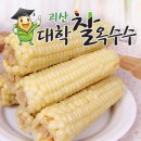 괴산 대학찰옥수수는 왜 '대학'이 붙었을까? (feat. 초당옥수수) 이미지