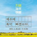 가시리 여의도점 | [국내여행] 제주 특별 여행주간! 🌸 유채꽃 &amp; 벚꽃 만발한 봄 제주로 떠나요! ✈️