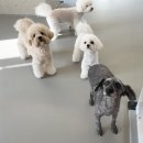 놀러오개 애견유치원 애견호텔 북위례 하남점 | [애견유치원] 놀러오개 북위례 하남점 (1회차)