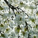 CU(벚꽃점) 이미지