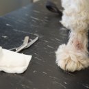 츄츄 동물병원 이미지