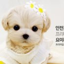 강남 요미독앤캣 강아지 분양 고양이 분양 이미지