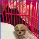 도레미캣 이미지