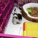 가온아리 이미지