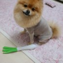갖고파인형 이미지