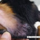 의정부 24시 IU 동물병원 이미지