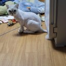 고양이무마취미용 고무미 이미지