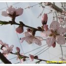 복사꽃농원 - 원주시 평장두둑1길 21 | 복사꽃농원