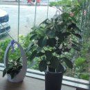 여주-0046 이미지