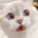 송촌동상점가 | 대전 버스킹 공연 행사 여성듀오 플라원