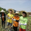 청산도느림보마을 이미지