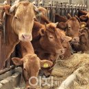 양지할인마트 이미지