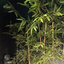 브라더야끼 | 묵동 먹골역맛집 브라더야끼 양갈비 프렌치랙 맛집 내돈내산 후기