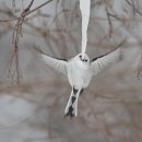 The Best Wildlife Photos Of 2019 이미지