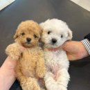 야옹아 멍멍해봐 세종점 이미지