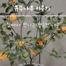 유주메리골드