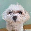 진리동물병원 이미지