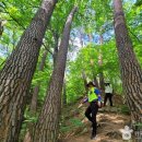 우리나라 소나무 성지를 걷다, 울진금강소나무숲길 이미지