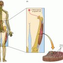 레그 컬(leg curl)을 열심히 하면 스팁 레그 데드리프트(stiff-legged deadlift)도 강해질 수 있나요? - 운동단위(motor unit) 이미지