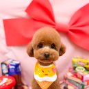 아꼬아 펫 살롱 이미지